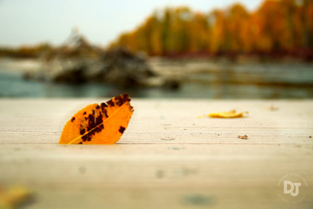 Boat dock autumn leaf at Snake River outside Rexburg, Idaho