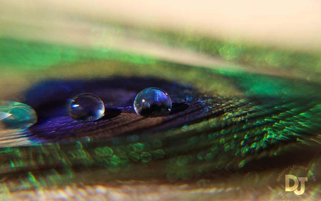 a study of macro photography